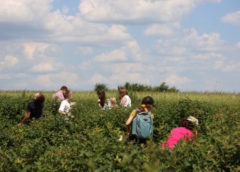 W Modliborzycach rozpoczął się sezon na jagodę kamczacką. Każdy mógł sam nazbierać owoców