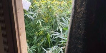 Kolejna plantacja konopii zamknięta