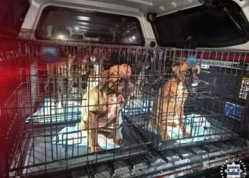 Piekło zwierząt koło Kielc