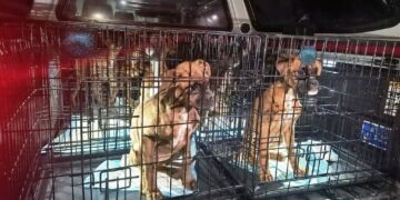 Piekło zwierząt koło Kielc