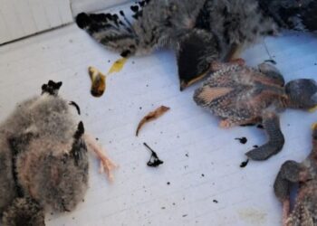 Kamil K. straci kolejne stanowisko. Radni przychylili się do&nbsp;wniosku Lasów Państwowych